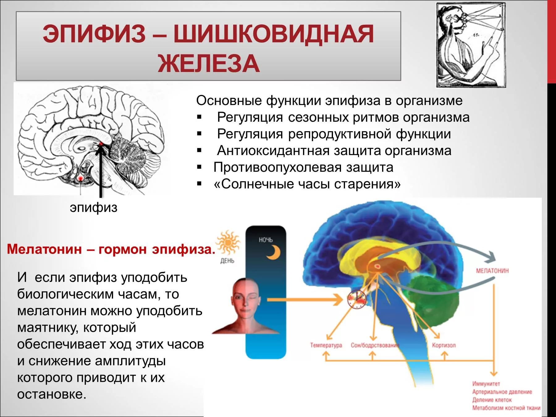 Болезни связанные с мозгом. Эпифиз или шишковидная железа. Функция эпифиза в головном мозге. Шишковидное тело в головном мозге. Эпифиз гормоны и функции.