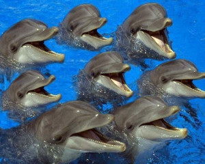 Работа с дельфинами. Информация о воде