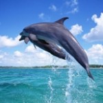 Дельфин. Зороастрийский гороскоп