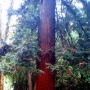 Секвойя-Sequoia