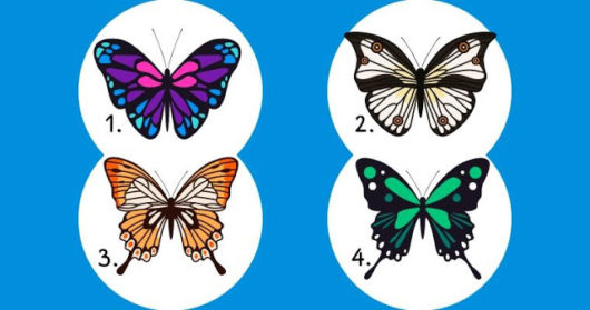Тест: выберите бабочку и узнаете тайны своей души