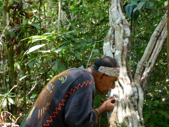 Аяуаска: шаманская практика очищения и исцеления